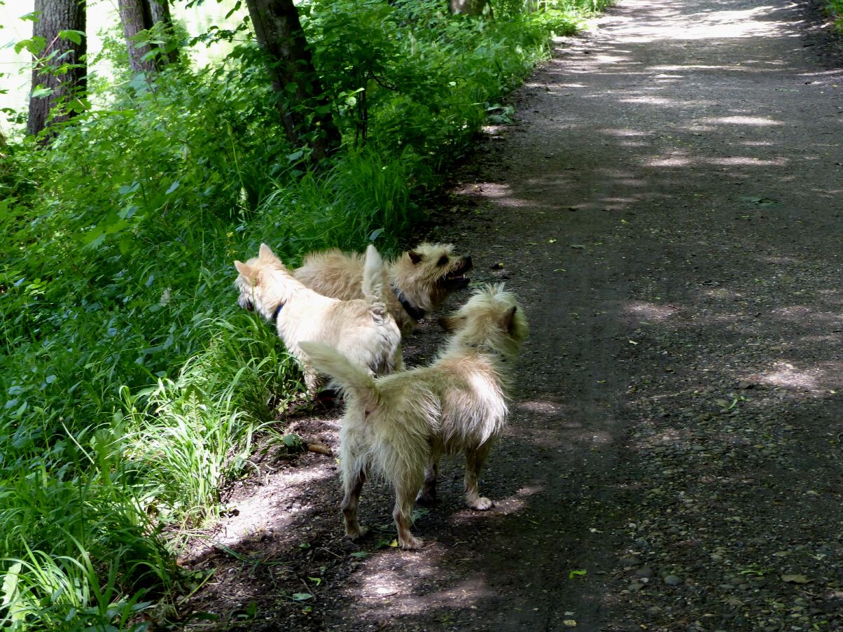 Warum ein Hund?