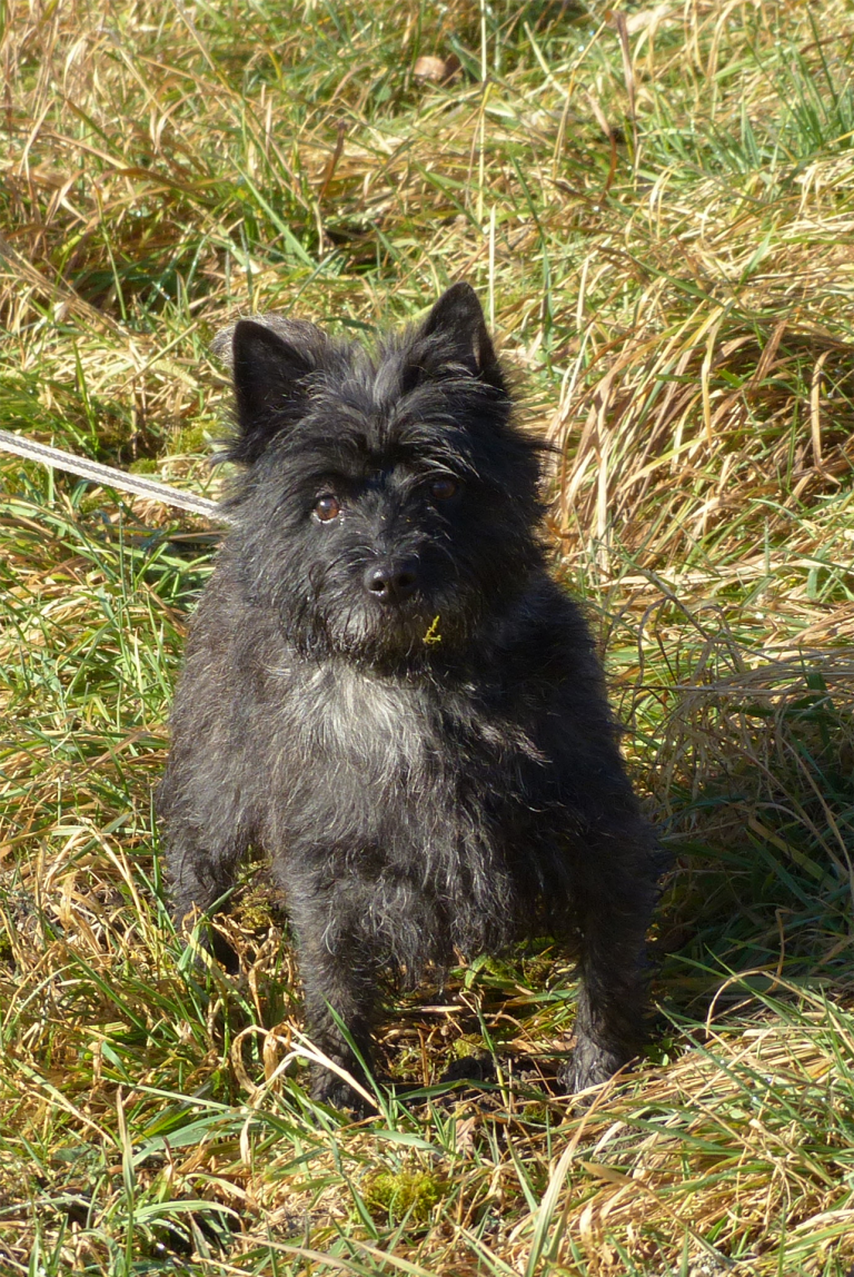 Cairn-Terrier Maidl´s Nala, CHAMPION KfT