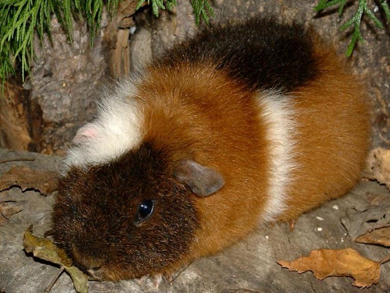 goldagouti-rot-weiß